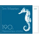 Lined Seahorse (Hippocampus erectus) - Caribbean / Sint Maarten 2021