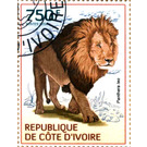 Lion (Panthera leo) - West Africa / Ivory Coast 2014 - 750