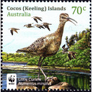 Little Curlew (Numenius minutus) - Cocos (Keeling) Islands 2015 - 70