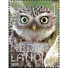 Little Owl (Athene vidalii) - Netherlands 2020 - 1