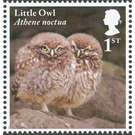 Little Owl chicks - Athene noctua - United Kingdom 2018