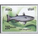 Lizea abu Mullet - Iraq 2019 - 250