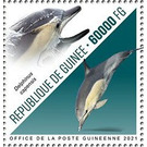 Long-beaked Common Dolphin (Delphinus capensis) - West Africa / Guinea 2021