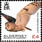 Long-Eared Owl - Alderney 2020 - 4