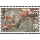 Long-Eared Owl - Polynesia / Tonga 2019 - 20.60