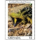 Lowland streaked tenrec - Caribbean / Grenada 2020 - 4