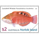 Luculent wrasse (Pseudolabrus lucelentus) - Norfolk Island 2018 - 2