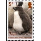 Macaroni Penguin - British Antarctic Territory 2018 - 5