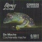 Mache Cochran Frog (Cochranella mache) - South America / Ecuador 2019 - 0.50