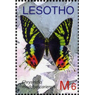 Madagascan Sunset Moth (Chrysiridia madagascariensis) - South Africa / Lesotho 2007 - 6