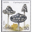 Magpie Inkcap (Coprinopsis picacea) - Serbia 2019 - 50
