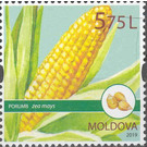 Maize - Moldova 2019 - 5.75