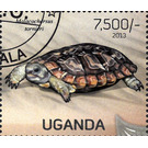 Malacochersus tornieri - East Africa / Uganda 2013