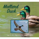 Mallard Duck (Anas platyrhynchos) - Caribbean / Antigua and Barbuda 2020