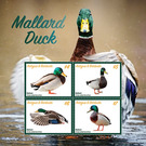 Mallard Duck (Anas platyrhynchos) - Caribbean / Antigua and Barbuda 2020