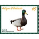 Mallard Duck (Anas platyrhynchos) - Caribbean / Antigua and Barbuda 2020 - 5