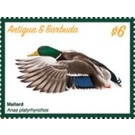 Mallard Duck (Anas platyrhynchos) - Caribbean / Antigua and Barbuda 2020 - 6