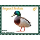 Mallard Duck (Anas platyrhynchos) - Caribbean / Antigua and Barbuda 2020 - 7