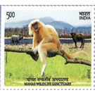 Manas Wildlife Sanctuary - India 2020 - 5