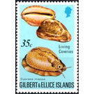 Map Cowry (Cypraea mappa) - Micronesia / Gilbert and Ellice Islands 1975 - 35