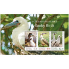 Masked Booby - Cocos (Keeling) Islands 2020