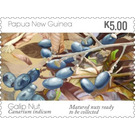 Mature Galip Nuts - Melanesia / Papua and New Guinea / Papua New Guinea 2019 - 5