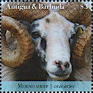 Merino Sheep (Ovis aries) - Caribbean / Antigua and Barbuda 2020 - 3