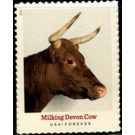 Milking Devon Cow - United States of America 2021