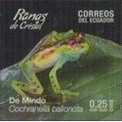 Mindo Cochran Frog (Cochranella balionota) - South America / Ecuador 2019 - 0.25