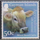 Mixed Breed Cattle (Bos primigenius taurus) - Caribbean / Cayman Islands 2017 - 50