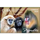 Monkeys and Baboon - Caribbean / Cuba 2020