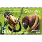 Monkeys - Caribbean / Cuba 2020