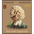 Morchella steppicola - Kazakhstan 2019