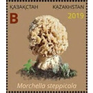 Morchella steppicola - Kazakhstan 2019