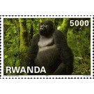 Mountain Gorilla (Gorilla beringei beringei) - East Africa / Rwanda 2010