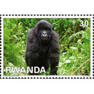 Mountain Gorilla (Gorilla beringei beringei) - East Africa / Rwanda 2010 - 30