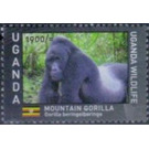 Mountain Gorilla (Gorilla beringei beringei) - East Africa / Uganda 2017