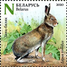Mountain Hare (Lepus timidus) in Summer - Belarus 2020