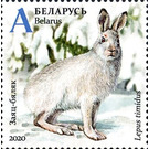 Mountain Hare (Lepus timidus) in Winter - Belarus 2020