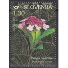 Mountain Hydrangea (Hydrangea serrata) - Slovenia 2019 - 1.30