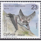 Mountain Long-eared Bat (Plecotus macrobullaris) - Serbia 2019 - 23