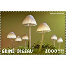 Mycena inclinate - West Africa / Guinea-Bissau 2020