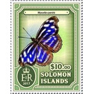 Myscelia cyaniris - Melanesia / Solomon Islands 2017 - 10