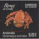Napo Cochran Frog (Nymphargus anomalus) - South America / Ecuador 2019 - 0.25