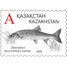 Nelma (Stenodus leucichthys nelma) - Kazakhstan 2020