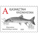 Nelma (Stenodus leucichthys nelma) - Kazakhstan 2020