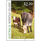 Norfolk Blue Cattle - Norfolk Island 2020 - 2.20
