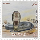 North African Cobra (Naja haje) - North Africa / Algeria 2019 - 25