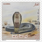 North African Cobra (Naja haje) - North Africa / Algeria 2019 - 25