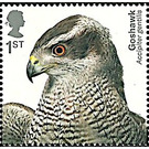 Northern Goshawk (Accipiter gentilis) - United Kingdom 2019